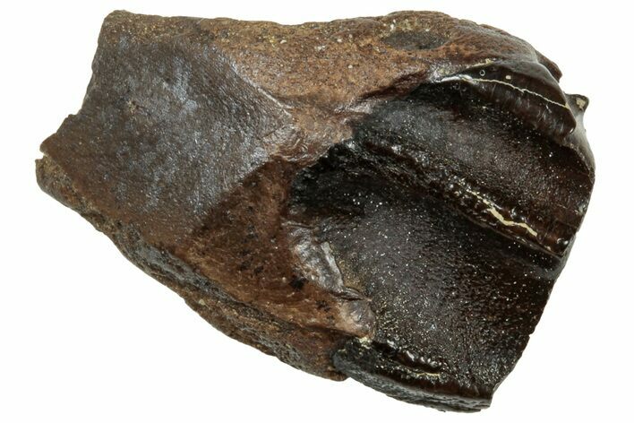 Fossil Dinosaur (Triceratops) Shed Tooth - Wyoming #315062
